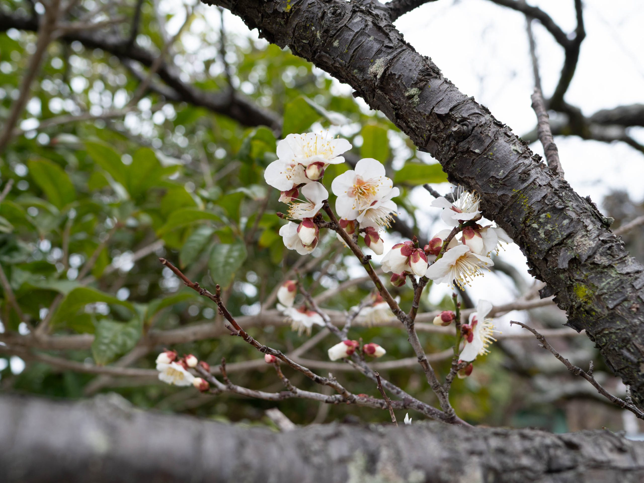 梅　250306 (1 - 1)